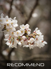 桜素材 おすすめ1