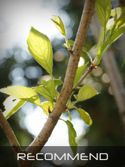 桜素材 おすすめ2